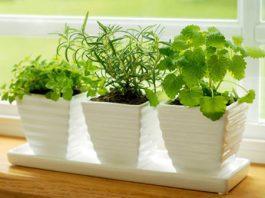 Začimbe in zelišča