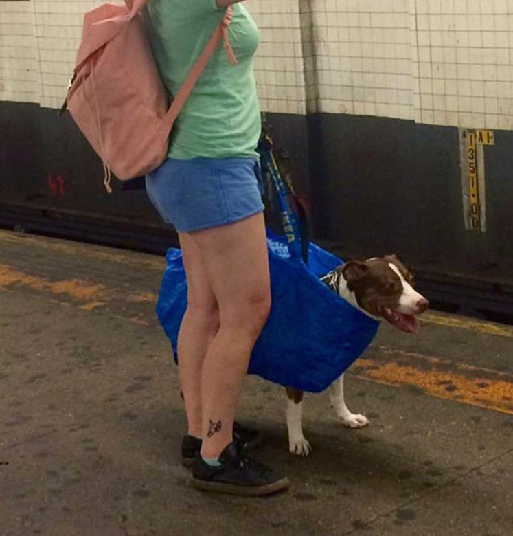 psov, Na podzemni prepovedali pse, razen, če so v torbah. Poglejte, kako so se lastniki znašli