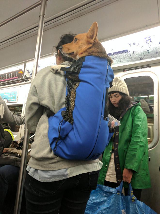 psov, Na podzemni prepovedali pse, razen, če so v torbah. Poglejte, kako so se lastniki znašli