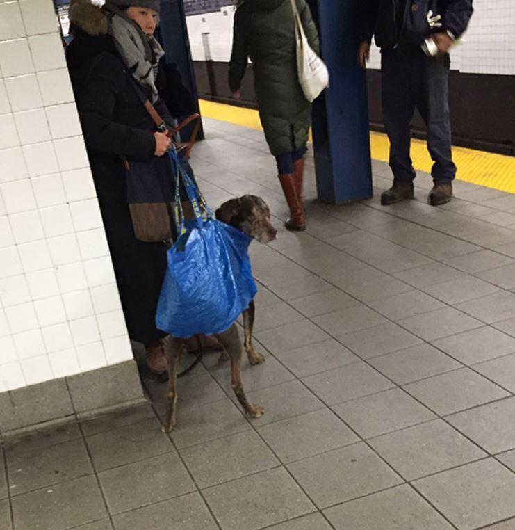 Na podzemni prepovedali pse, razen, če so v torbah. Poglejte, kako so se lastniki znašli