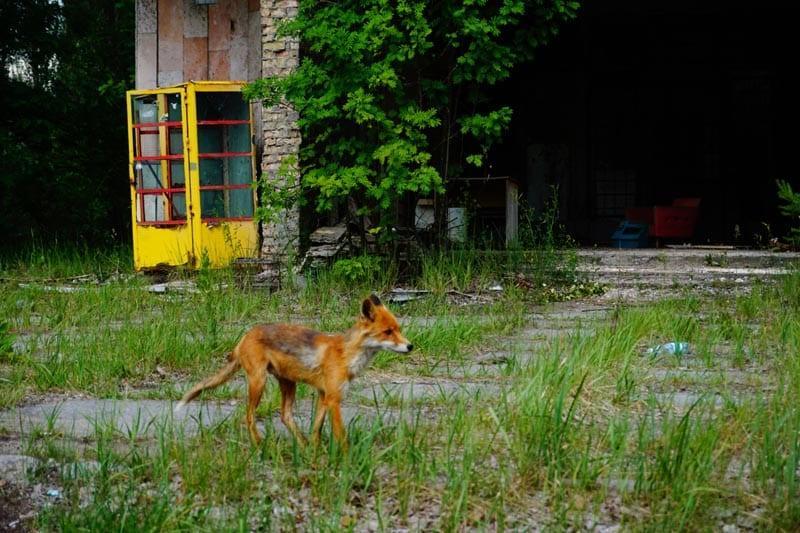 Černobil, Foto: Černobil je danes mesto duhov