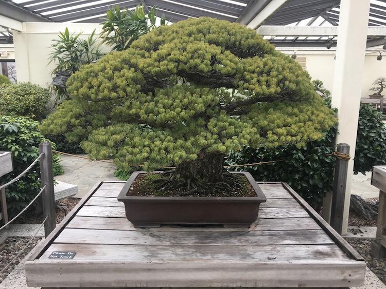 394 let star bonsai, ki je preživel atomsko bombo, še kar raste