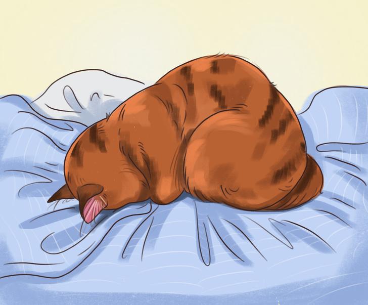 mačke, Kaj spalni položaj vaše mačke razkrije o njej