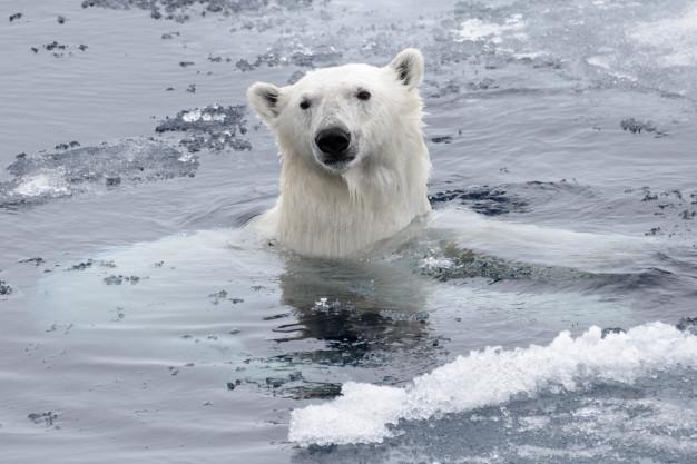 Polarni medved, Žalostno: To je število še živečih polarnih medvedov na svetu