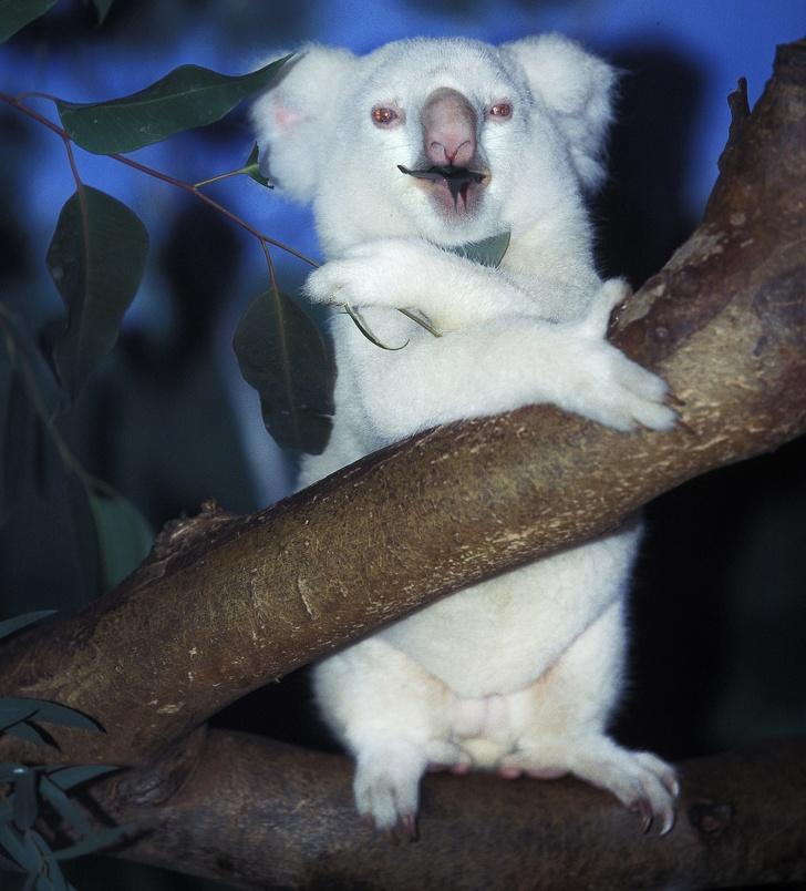 , 7 fotografij albino živali, ki vas bodo očarale
