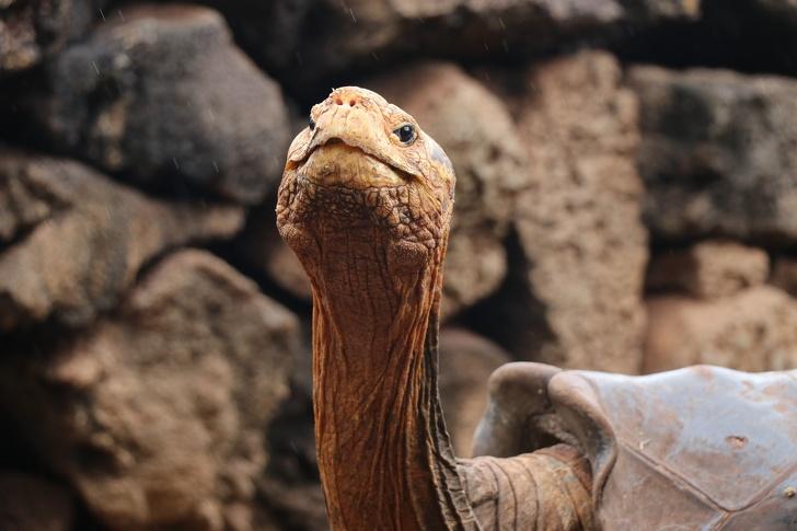 , 100 let stari želvak rešil vrsto pred izumrtjem