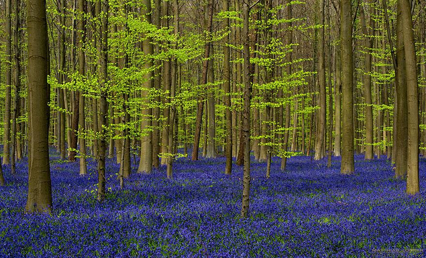 , Osupljivo: V Belgiji obstaja mistični gozd poln modrih cvetlic