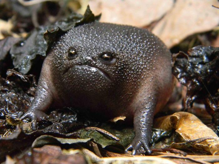 , Spoznajte afriške dežne žabe, ki so videti kot jezni avokado