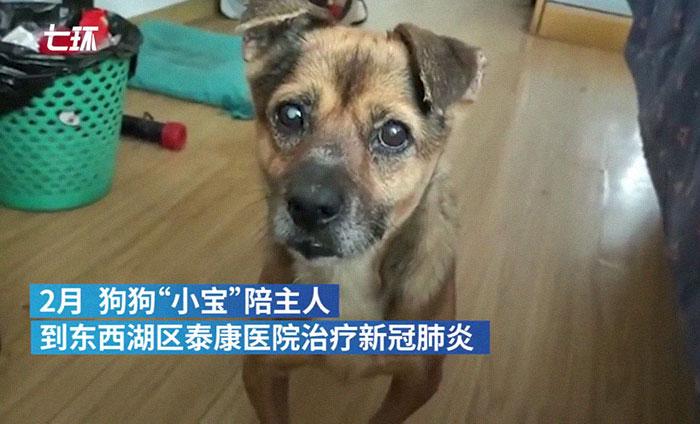 , Pes čaka svojega lastnika v bolnišnici v Wuhanu, ne vedoč, da je umrl pred meseci