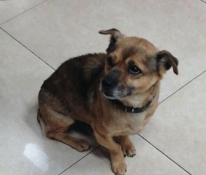 , Pes čaka svojega lastnika v bolnišnici v Wuhanu, ne vedoč, da je umrl pred meseci