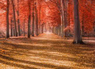 Forest Leaves Trees Autumn Path  - Skitterphoto / Pixabay