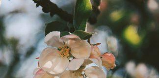white flower in tilt shift lens