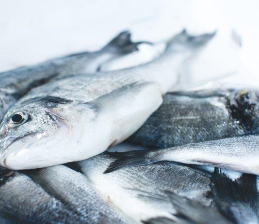 pile of gray fishes