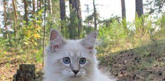Sibirska mačka