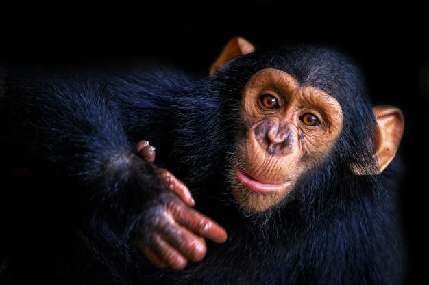 Šimpanzi, Ste vedeli, zakaj šimpanzi mečejo kakce?