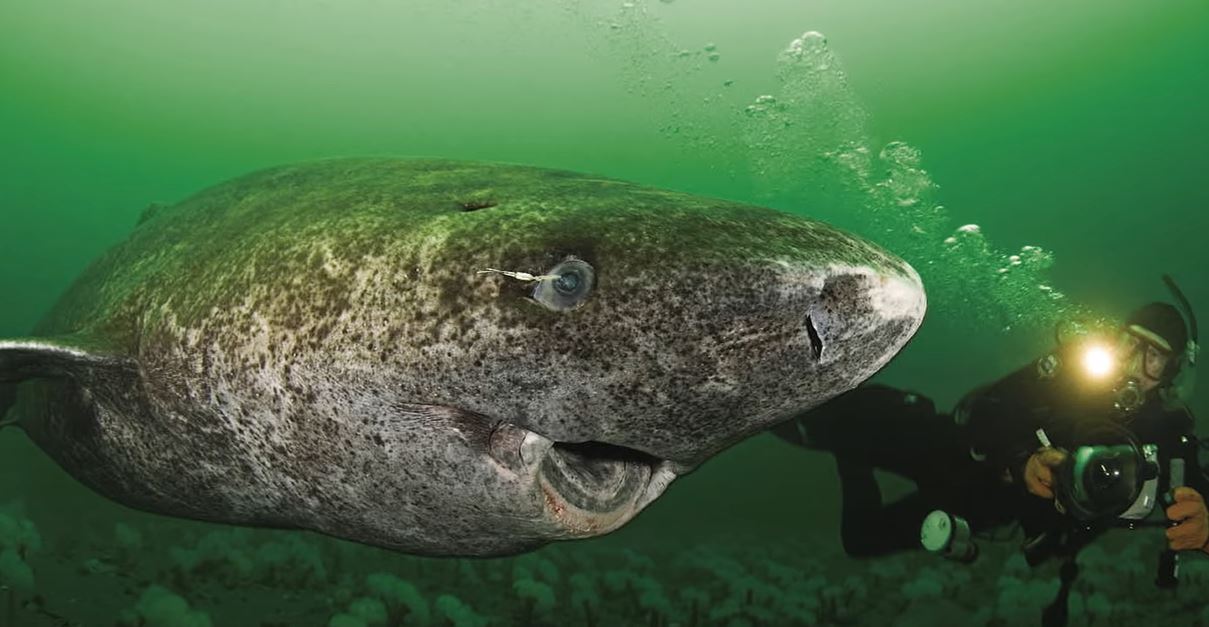 , Znanstveniki odkrili 400 let starega morskega psa, verjetno rojenega okoli leta 1620