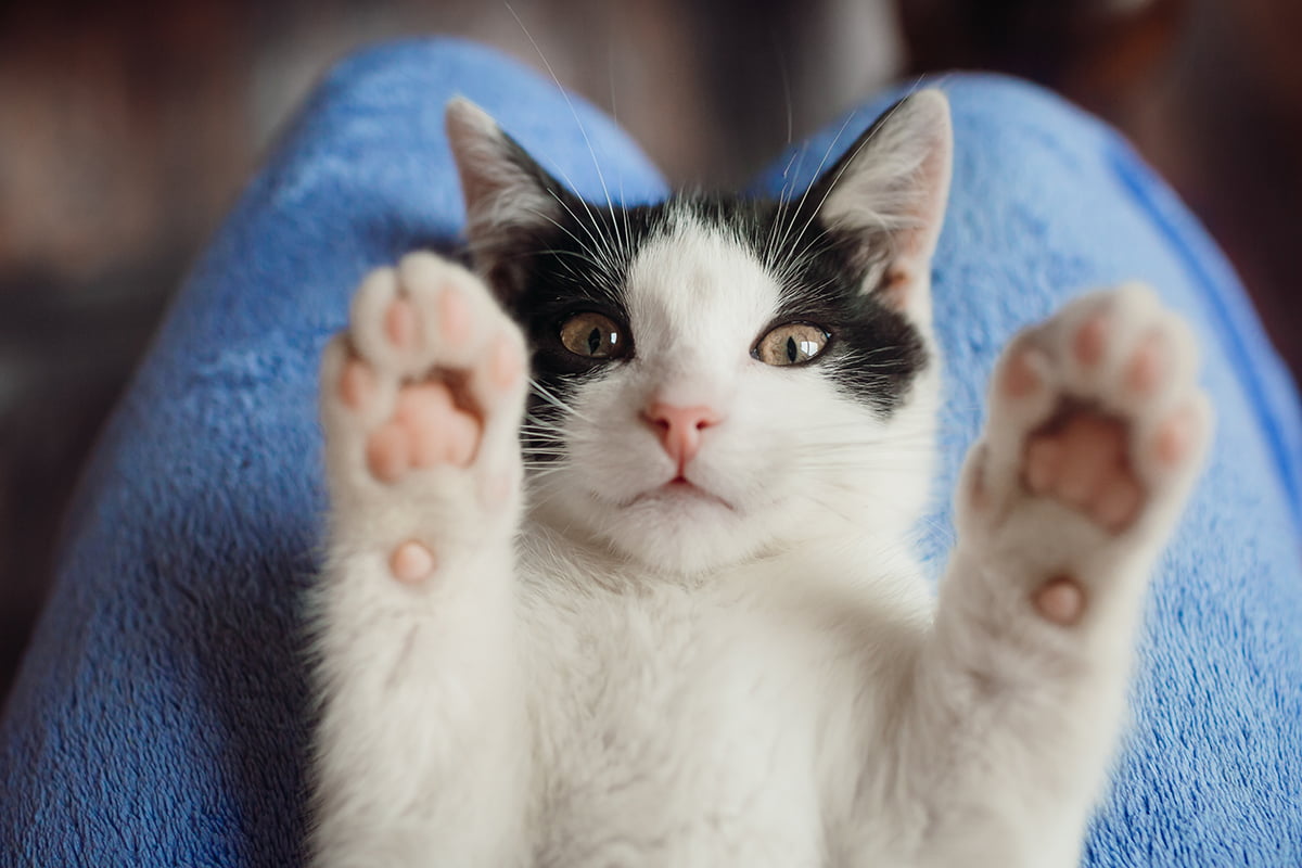 mački, 5 stvari, ki jih nikoli ne bi smeli storiti svoji mački