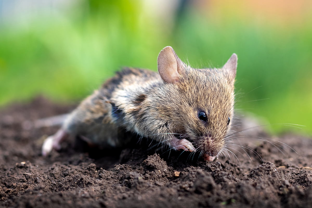 , Nevarnosti in tveganja za zdravje, ki jih prinašajo miši in drugi glodavci