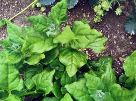 novozelandska-špinača