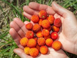 navadna-jagodičnica