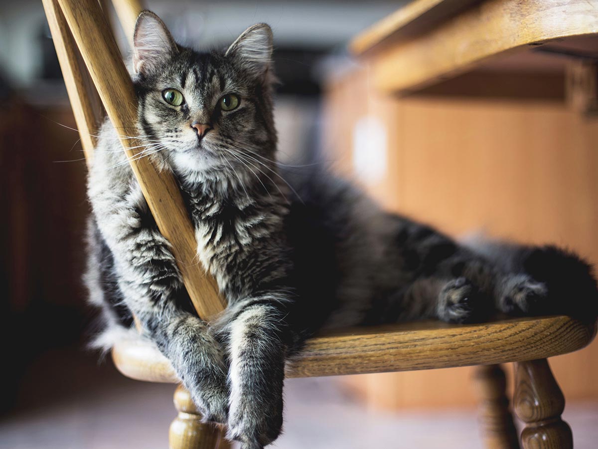 , Lastniki mačk imajo manjše tveganje za te bolezni, pravi študija