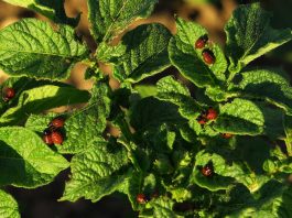 Koloradski hrošč - nevarnost, ki preti vašemu krompirju: Kako ga odstraniti?