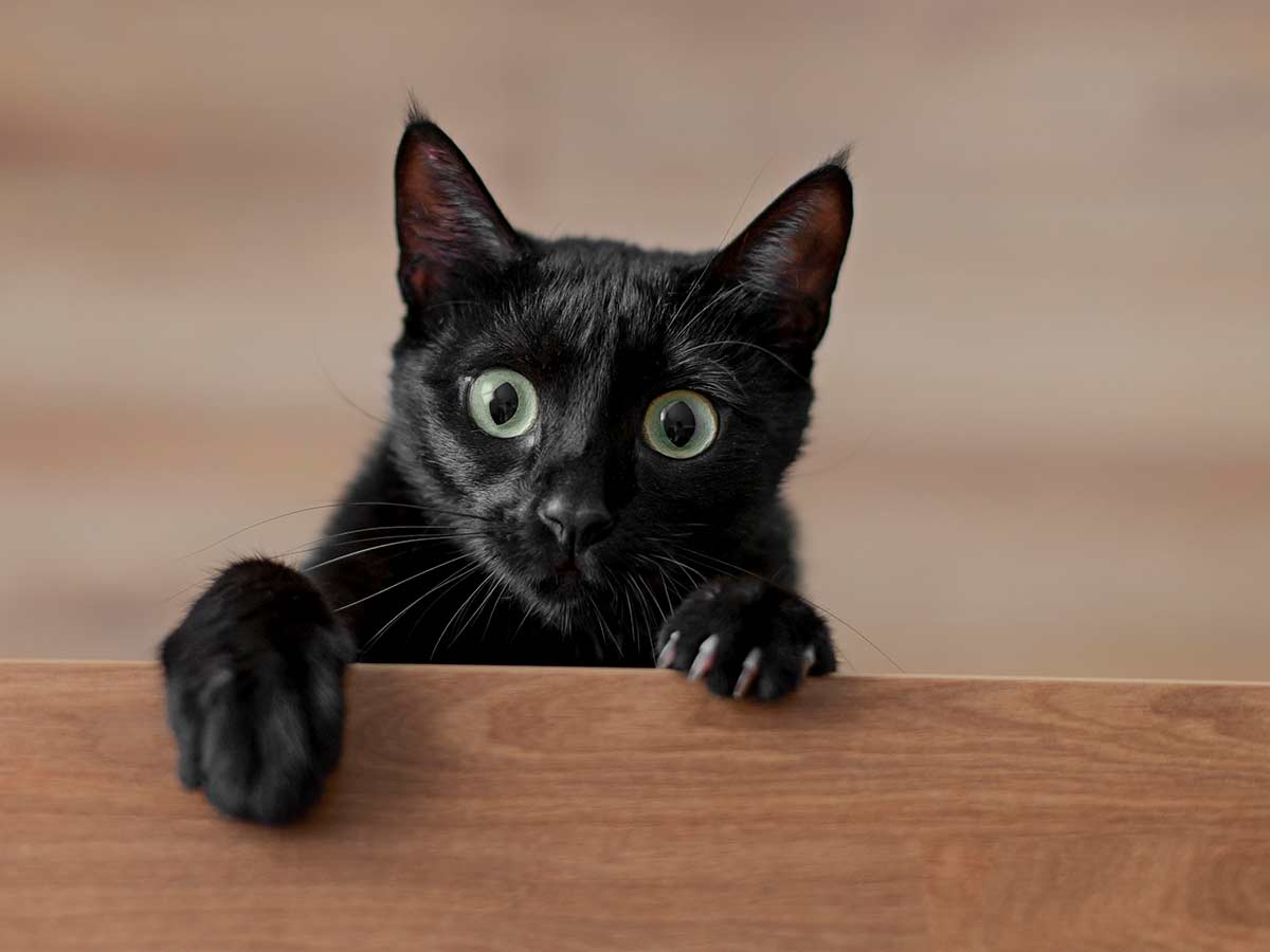 Črne mačke, Črne mačke res prinašajo nesrečo? Kaj dejansko pomenijo in kaj storiti, ko jih vidite