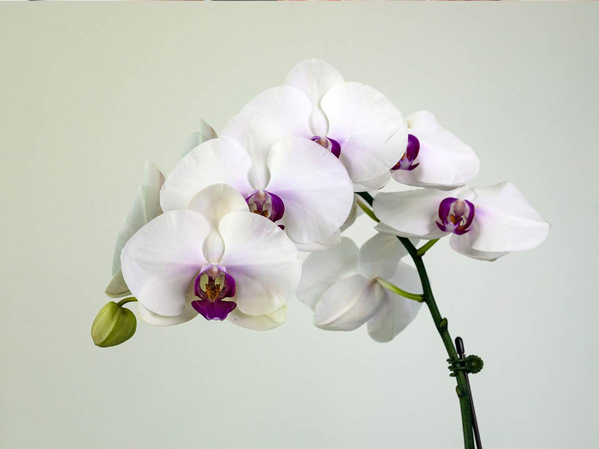 orhideja, Kako pripraviti orhideje do ponovnega cvetenja?