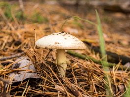 Smrtno strupeni dežniki.