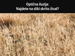 skrita-žival