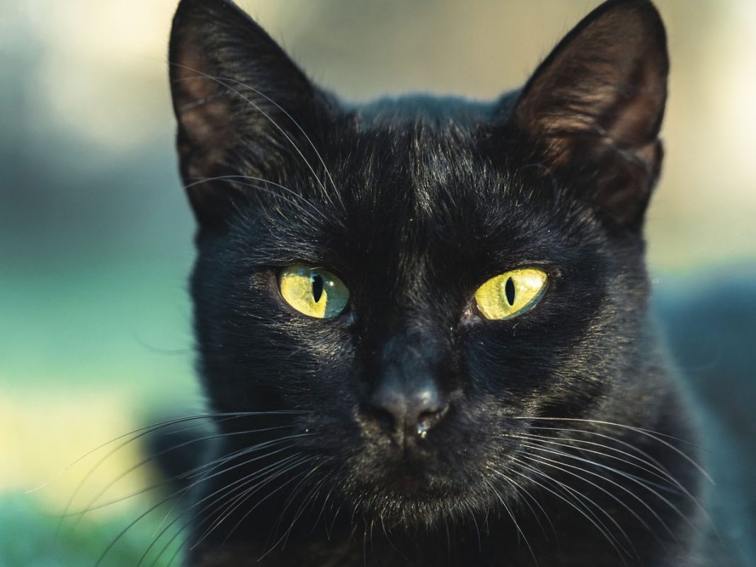 črna-mačka