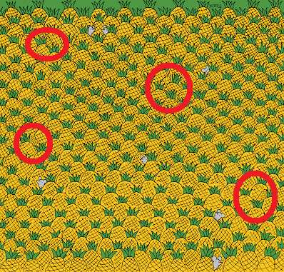 , Optična iluzija: Ali lahko v 17 sekundah najdete štiri koruzne storže med ananasom?