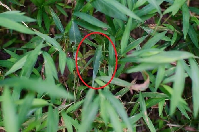 Uganka: Najdete kobilico skrito med listi v samo nekaj sekundah?