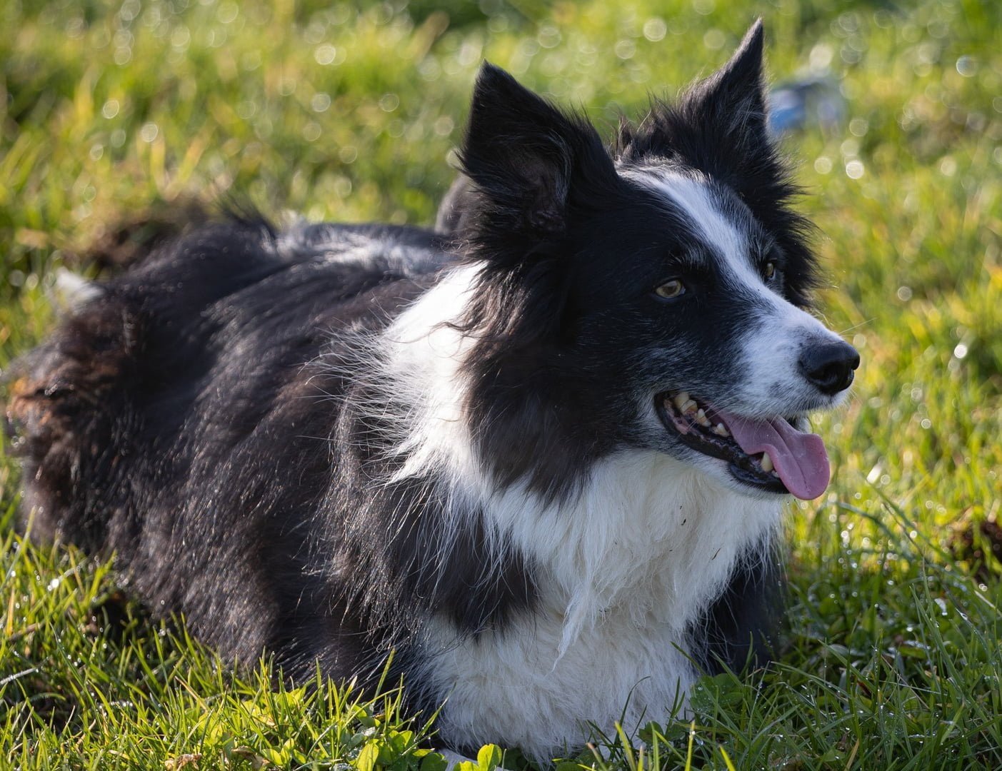 , Kviz: Ali lahko prepoznate najbolj priljubljene pasme psov v Sloveniji?