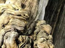 mačka-na-sliki-optična-iluzija