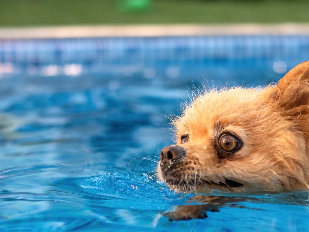 , Ali lahko vsi psi plavajo in kaj morate vedeti, preden svojega ljubljenčka peljete v vodo
