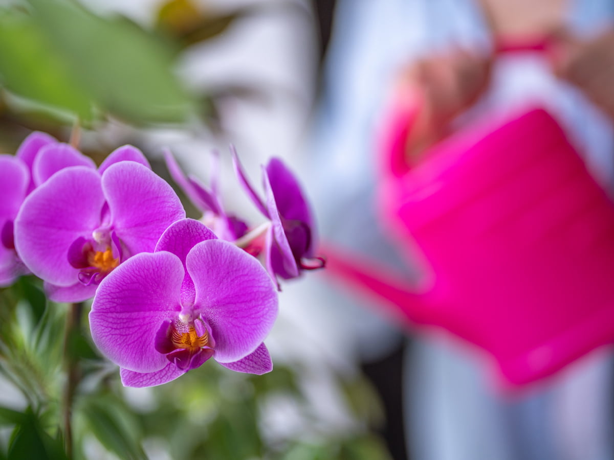 Kako obrezati svojo orhidejo na pravi način – in kdaj to storiti