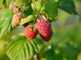 maline