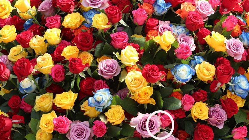 Uganka: Med vrtnicami je skrit prstan, vaša naloga je, da ga poiščete