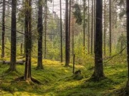 optična iluzija žaba