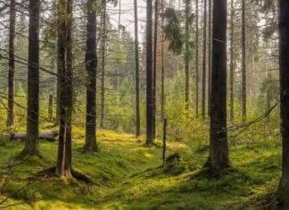 optična iluzija žaba