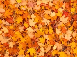 metulj optična iluzija