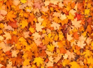 metulj optična iluzija