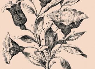 Optična iluzija: Se imate za inteligentno osebo? Preverite, če je res tako roses-adn-noses