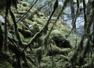 medved optična iluzija