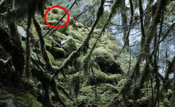 , Optična iluzija: Stavimo, da medveda na tej sliki ne boste našli
