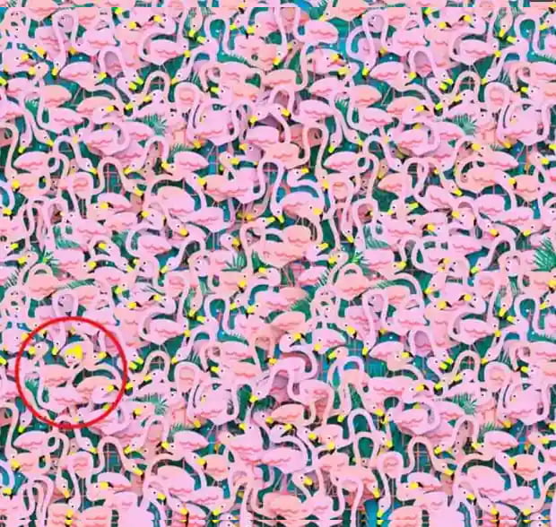 , Optična iluzija: Vsi lahko vidijo flaminge, a baletno plesalko lahko vidijo le ljudje z visokim IQ-jem