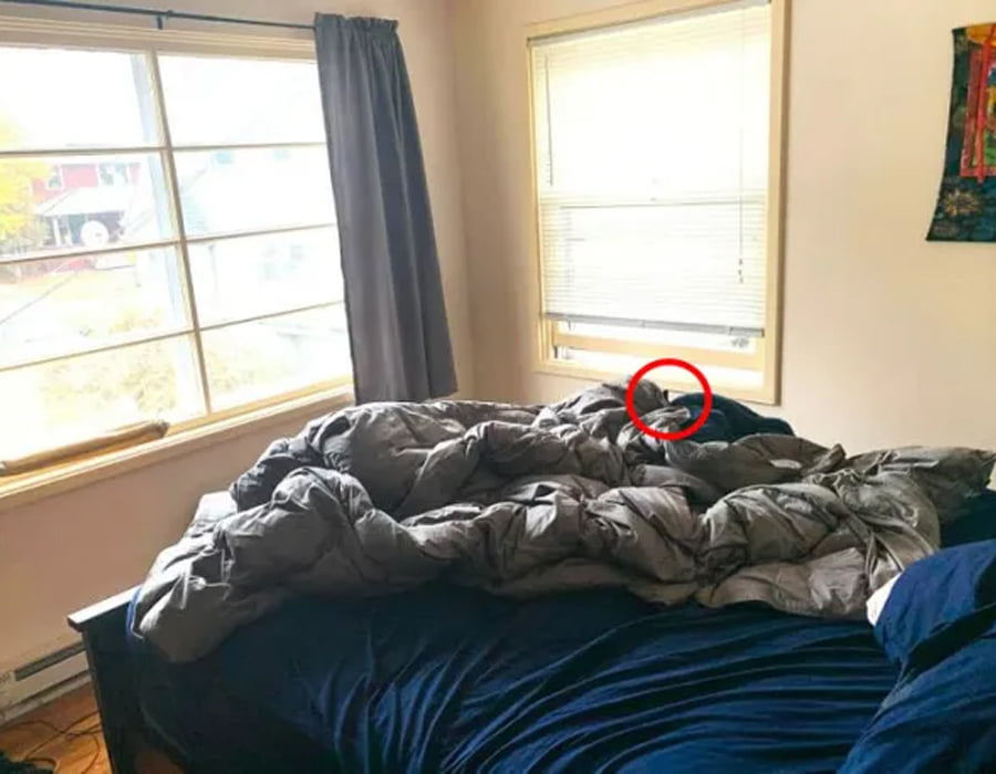 , Optična iluzija: Nekje na postelji se skriva mačka, stavimo, da je ne najdete