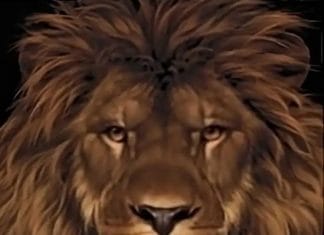 Optična iluzija: Vsi vidimo leva, kaj pa drugo žival? Dokažite, da imate visok IQ optična-iluzija-druga-žival