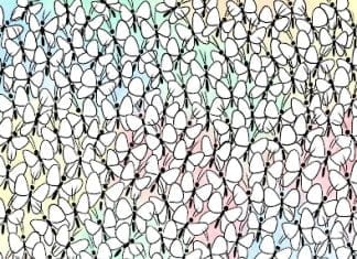 Optična iluzija: Stavimo, da mravlje ne najdete v 15 sekundah optična iluzija